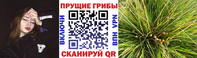 Галлюциногенные грибы Psilocybine cubensis закладка Салаир